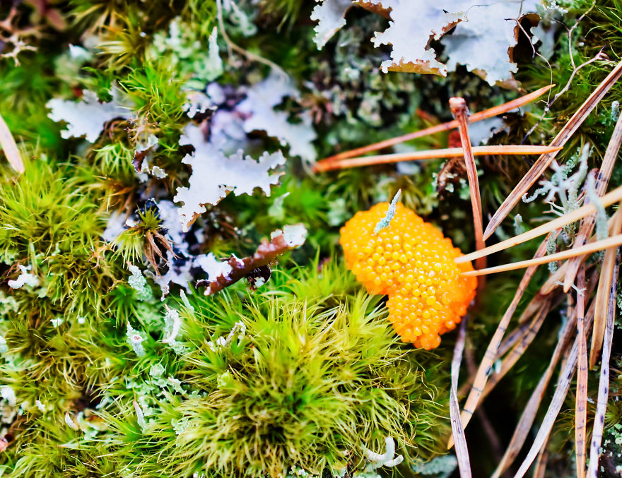 I Take Pictures Of Funky Fungi I Take Pictures Of Funky Fungi