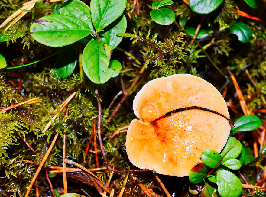 I Take Pictures Of Funky Fungi I Take Pictures Of Funky Fungi