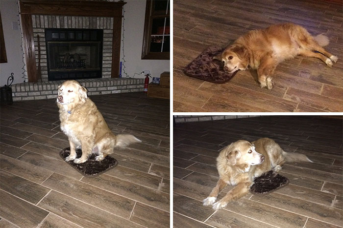 20 Times Retrievers Proved They Are The Best Dogs Ever 20 Times Retrievers Proved They Are The Best Dogs Ever