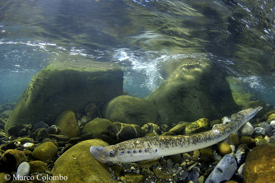I Spent More Than 5 Years Documenting Endangered River Biodiversity I Spent More Than 5 Years Documenting Endangered River Biodiversity