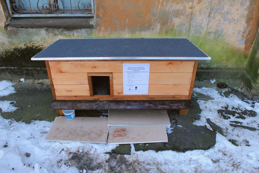 Stray Cats Of Riga Are In Need Of Your Help Stray Cats Of Riga Are In Need Of Your Help