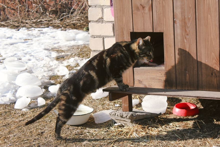 Stray Cats Of Riga Are In Need Of Your Help Stray Cats Of Riga Are In Need Of Your Help