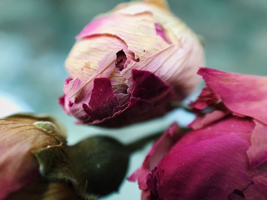 I Make The Unique Macrofood Photo Project Just With An Iphone I Make The Unique Macrofood Photo Project Just With An Iphone