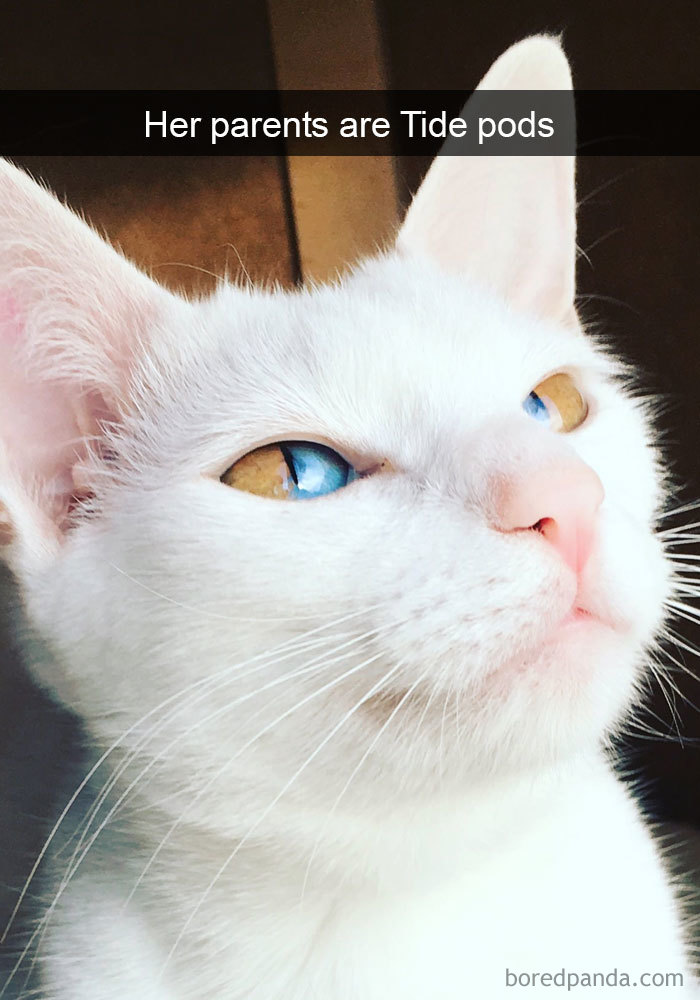 159 Hilarious Cat Snapchats That Will Leave You With The Biggest Smile (New Pics) 159 Hilarious Cat Snapchats That Will Leave You With The Biggest Smile (New Pics)