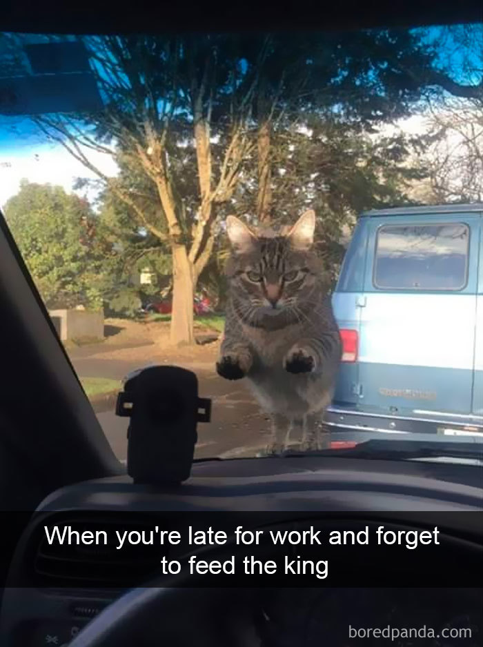 159 Hilarious Cat Snapchats That Will Leave You With The Biggest Smile (New Pics) 159 Hilarious Cat Snapchats That Will Leave You With The Biggest Smile (New Pics)