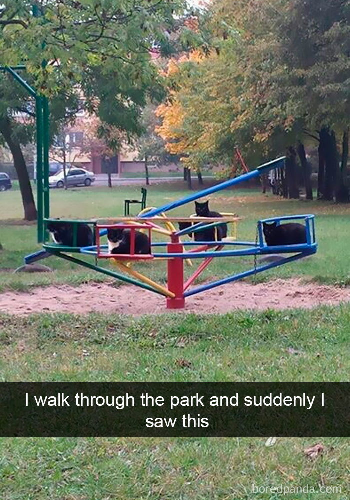 159 Hilarious Cat Snapchats That Will Leave You With The Biggest Smile (New Pics) 159 Hilarious Cat Snapchats That Will Leave You With The Biggest Smile (New Pics)