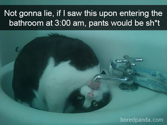 159 Hilarious Cat Snapchats That Will Leave You With The Biggest Smile (New Pics) 159 Hilarious Cat Snapchats That Will Leave You With The Biggest Smile (New Pics)