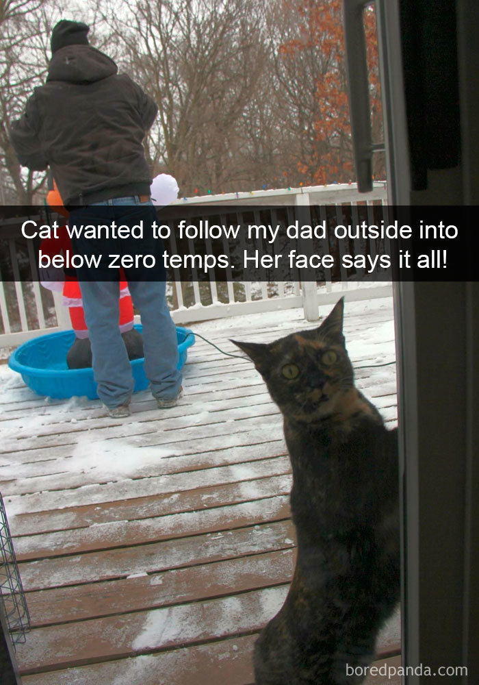 159 Hilarious Cat Snapchats That Will Leave You With The Biggest Smile (New Pics) 159 Hilarious Cat Snapchats That Will Leave You With The Biggest Smile (New Pics)