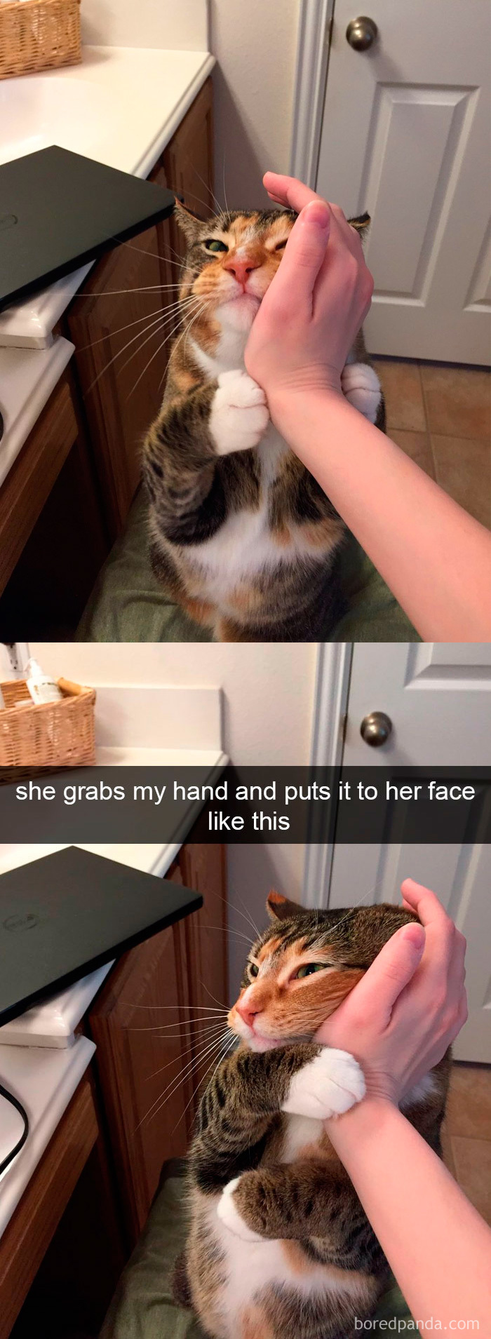 159 Hilarious Cat Snapchats That Will Leave You With The Biggest Smile (New Pics) 159 Hilarious Cat Snapchats That Will Leave You With The Biggest Smile (New Pics)