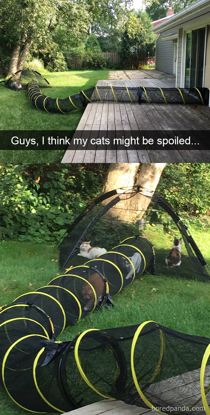 159 Hilarious Cat Snapchats That Will Leave You With The Biggest Smile (New Pics) 159 Hilarious Cat Snapchats That Will Leave You With The Biggest Smile (New Pics)