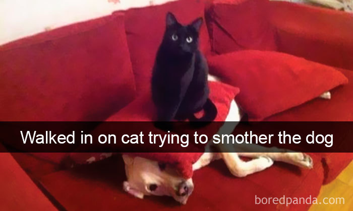 159 Hilarious Cat Snapchats That Will Leave You With The Biggest Smile (New Pics) 159 Hilarious Cat Snapchats That Will Leave You With The Biggest Smile (New Pics)