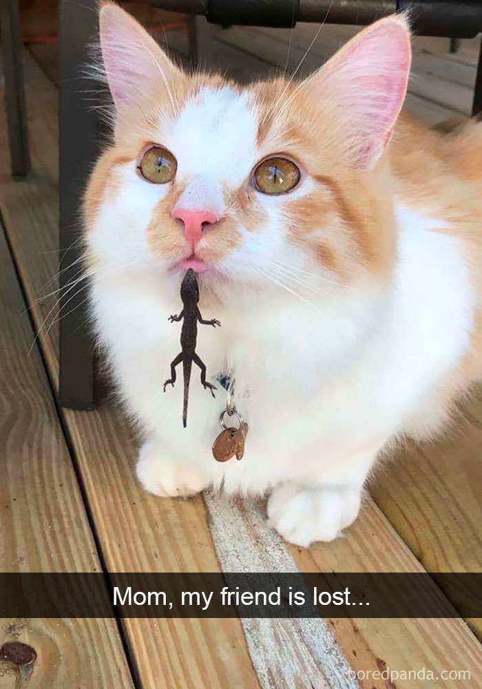 159 Hilarious Cat Snapchats That Will Leave You With The Biggest Smile (New Pics) 159 Hilarious Cat Snapchats That Will Leave You With The Biggest Smile (New Pics)