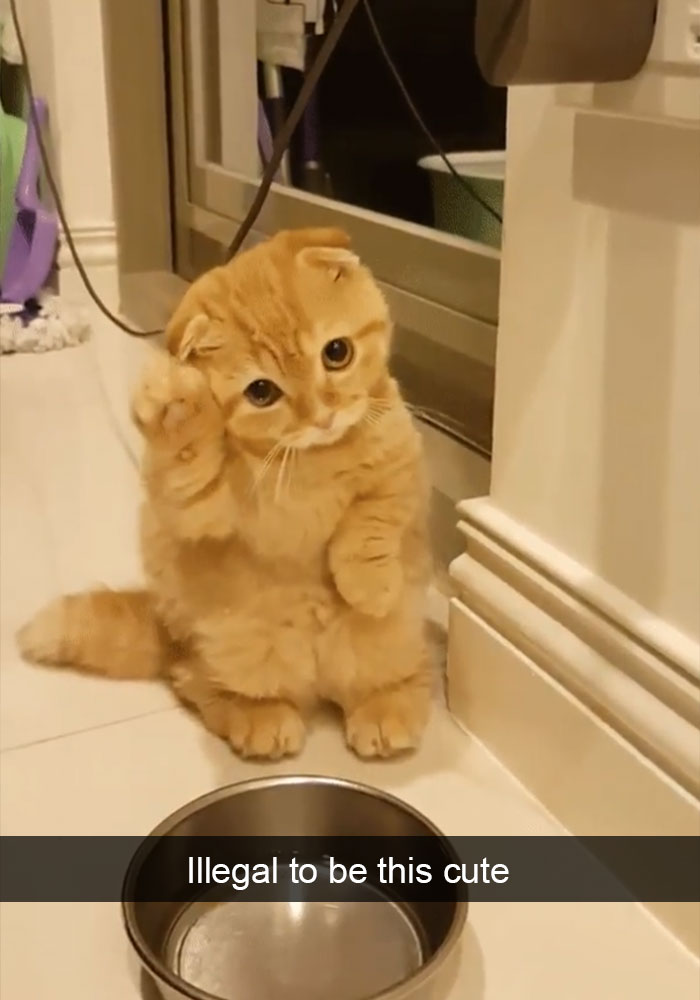 159 Hilarious Cat Snapchats That Will Leave You With The Biggest Smile (New Pics) 159 Hilarious Cat Snapchats That Will Leave You With The Biggest Smile (New Pics)