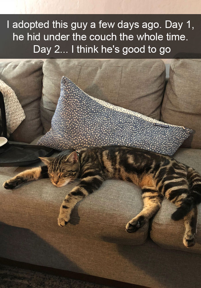 159 Hilarious Cat Snapchats That Will Leave You With The Biggest Smile (New Pics) 159 Hilarious Cat Snapchats That Will Leave You With The Biggest Smile (New Pics)