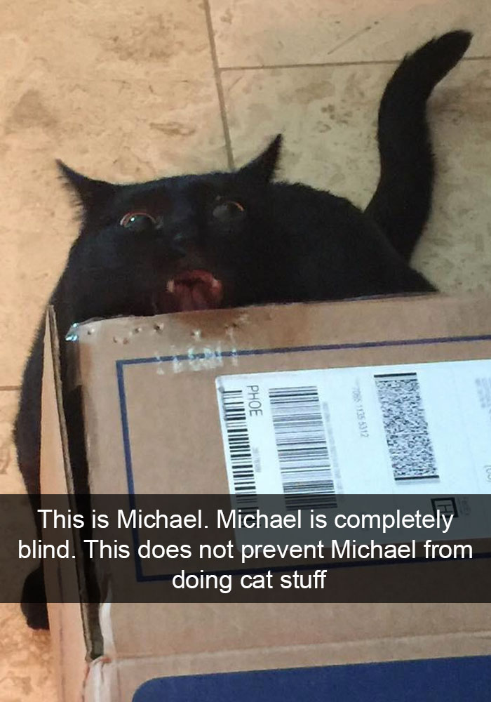 159 Hilarious Cat Snapchats That Will Leave You With The Biggest Smile (New Pics) 159 Hilarious Cat Snapchats That Will Leave You With The Biggest Smile (New Pics)