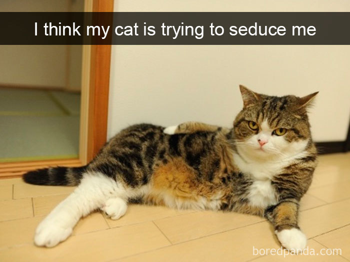 159 Hilarious Cat Snapchats That Will Leave You With The Biggest Smile (New Pics) 159 Hilarious Cat Snapchats That Will Leave You With The Biggest Smile (New Pics)