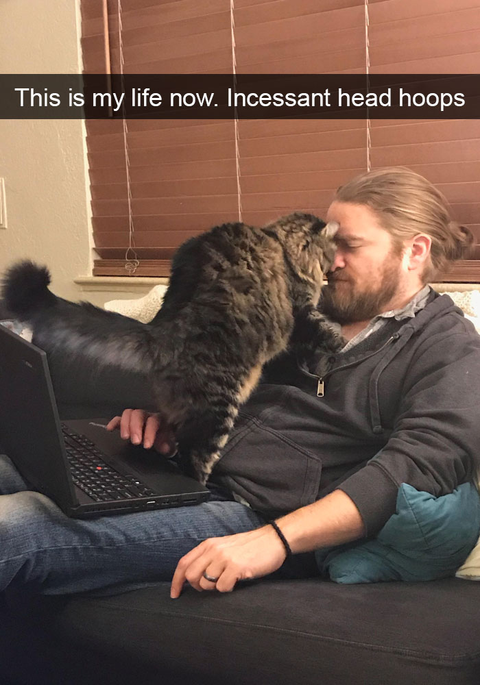 159 Hilarious Cat Snapchats That Will Leave You With The Biggest Smile (New Pics) 159 Hilarious Cat Snapchats That Will Leave You With The Biggest Smile (New Pics)