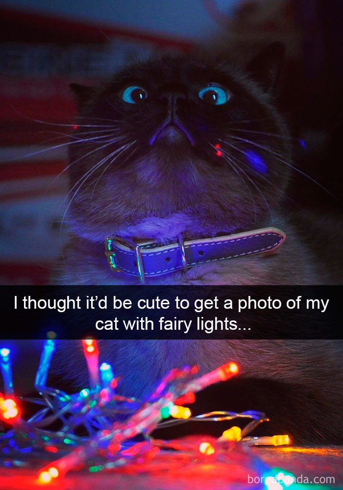 159 Hilarious Cat Snapchats That Will Leave You With The Biggest Smile (New Pics) 159 Hilarious Cat Snapchats That Will Leave You With The Biggest Smile (New Pics)