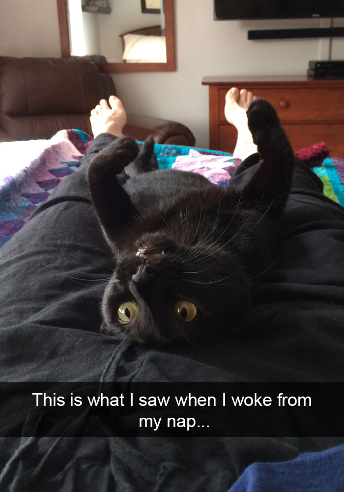 159 Hilarious Cat Snapchats That Will Leave You With The Biggest Smile (New Pics) 159 Hilarious Cat Snapchats That Will Leave You With The Biggest Smile (New Pics)