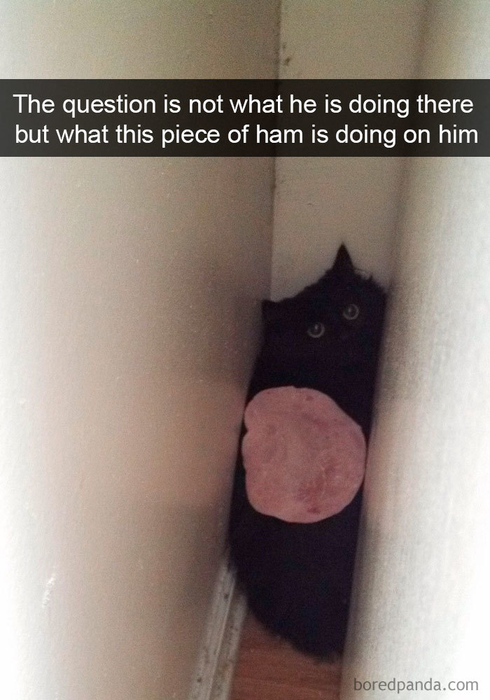 159 Hilarious Cat Snapchats That Will Leave You With The Biggest Smile (New Pics) 159 Hilarious Cat Snapchats That Will Leave You With The Biggest Smile (New Pics)