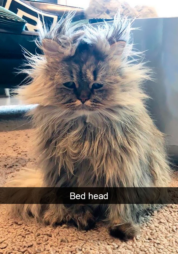 159 Hilarious Cat Snapchats That Will Leave You With The Biggest Smile (New Pics) 159 Hilarious Cat Snapchats That Will Leave You With The Biggest Smile (New Pics)