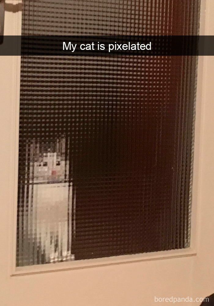 159 Hilarious Cat Snapchats That Will Leave You With The Biggest Smile (New Pics) 159 Hilarious Cat Snapchats That Will Leave You With The Biggest Smile (New Pics)