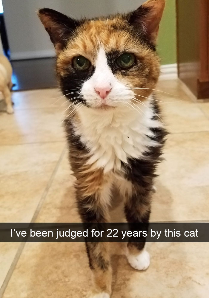 159 Hilarious Cat Snapchats That Will Leave You With The Biggest Smile (New Pics) 159 Hilarious Cat Snapchats That Will Leave You With The Biggest Smile (New Pics)