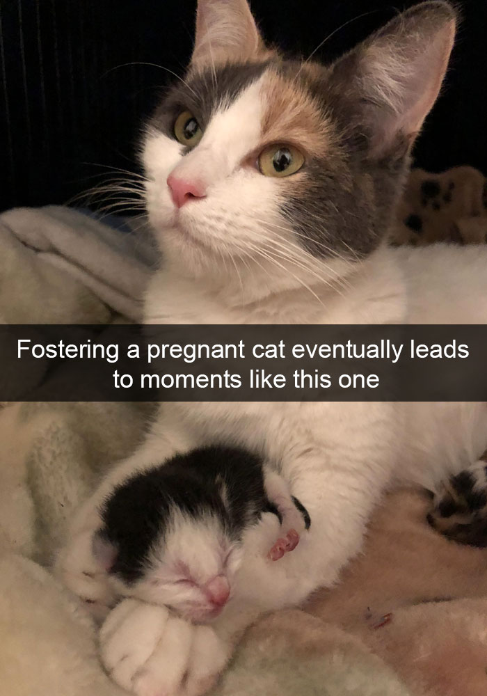 159 Hilarious Cat Snapchats That Will Leave You With The Biggest Smile (New Pics) 159 Hilarious Cat Snapchats That Will Leave You With The Biggest Smile (New Pics)