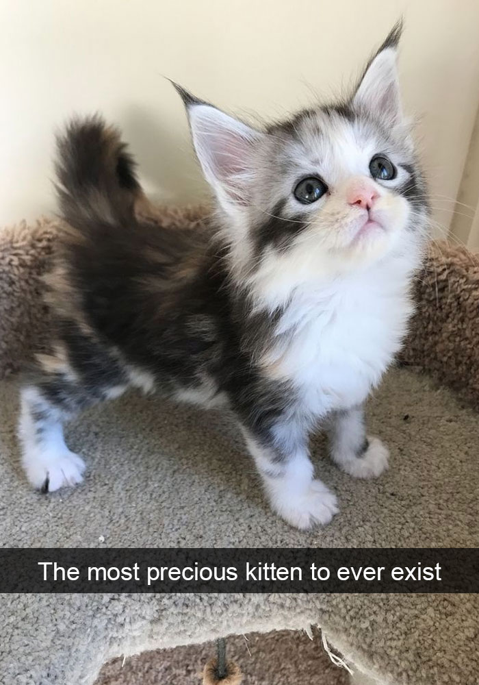 159 Hilarious Cat Snapchats That Will Leave You With The Biggest Smile (New Pics) 159 Hilarious Cat Snapchats That Will Leave You With The Biggest Smile (New Pics)