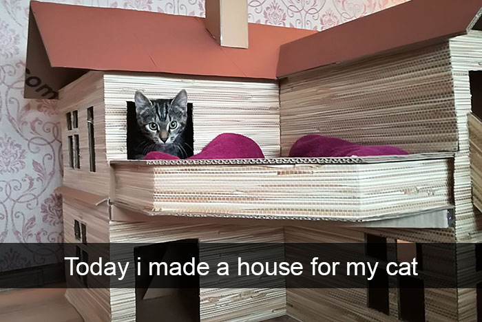 159 Hilarious Cat Snapchats That Will Leave You With The Biggest Smile (New Pics) 159 Hilarious Cat Snapchats That Will Leave You With The Biggest Smile (New Pics)