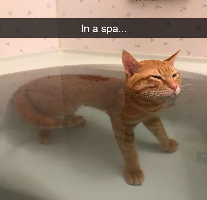 159 Hilarious Cat Snapchats That Will Leave You With The Biggest Smile (New Pics) 159 Hilarious Cat Snapchats That Will Leave You With The Biggest Smile (New Pics)
