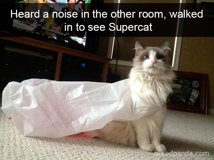 159 Hilarious Cat Snapchats That Will Leave You With The Biggest Smile (New Pics) 159 Hilarious Cat Snapchats That Will Leave You With The Biggest Smile (New Pics)