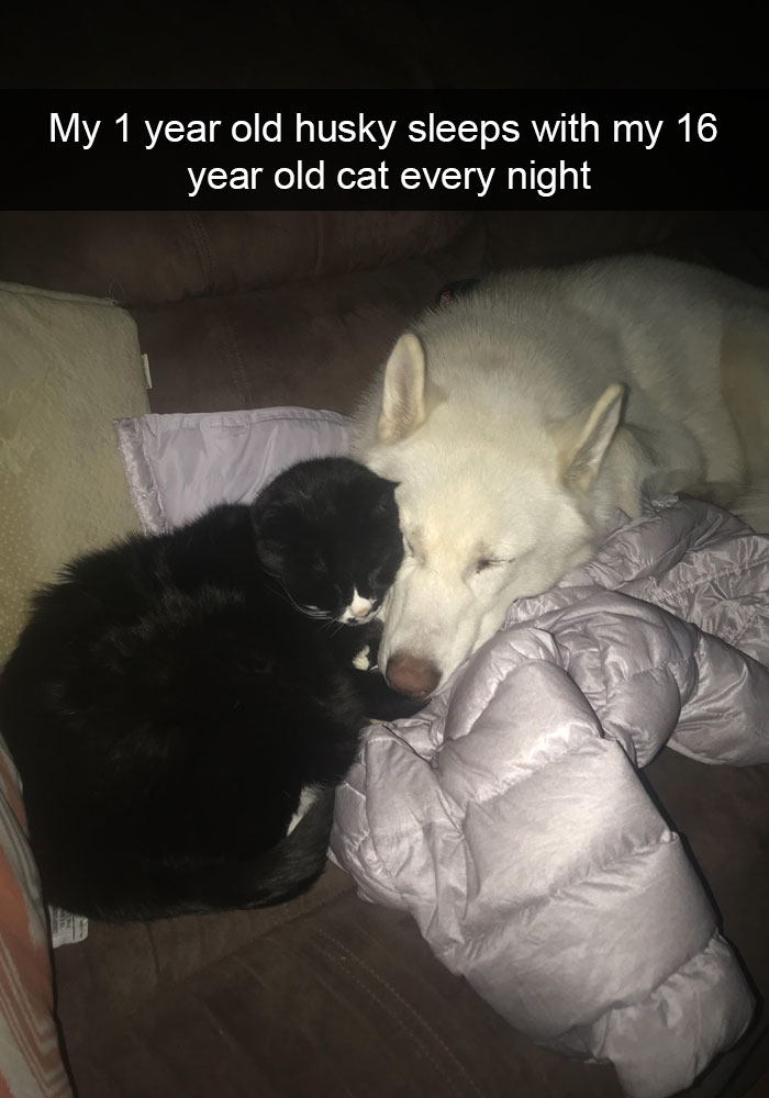 159 Hilarious Cat Snapchats That Will Leave You With The Biggest Smile (New Pics) 159 Hilarious Cat Snapchats That Will Leave You With The Biggest Smile (New Pics)