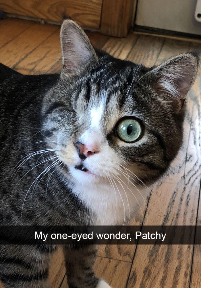 159 Hilarious Cat Snapchats That Will Leave You With The Biggest Smile (New Pics) 159 Hilarious Cat Snapchats That Will Leave You With The Biggest Smile (New Pics)