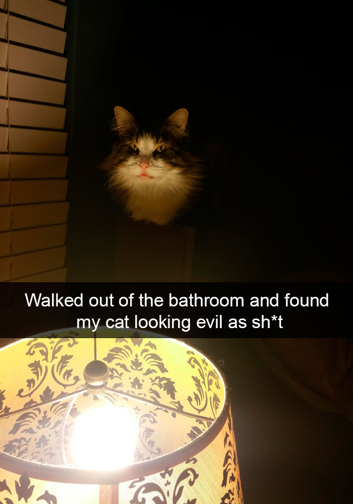 159 Hilarious Cat Snapchats That Will Leave You With The Biggest Smile (New Pics) 159 Hilarious Cat Snapchats That Will Leave You With The Biggest Smile (New Pics)