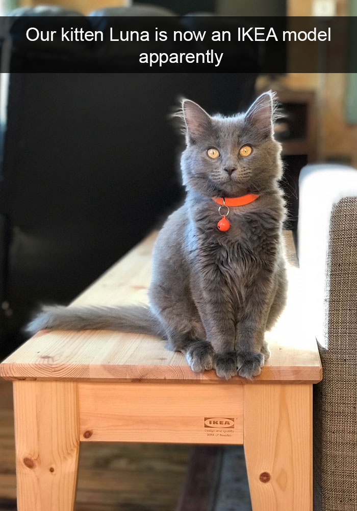 159 Hilarious Cat Snapchats That Will Leave You With The Biggest Smile (New Pics) 159 Hilarious Cat Snapchats That Will Leave You With The Biggest Smile (New Pics)