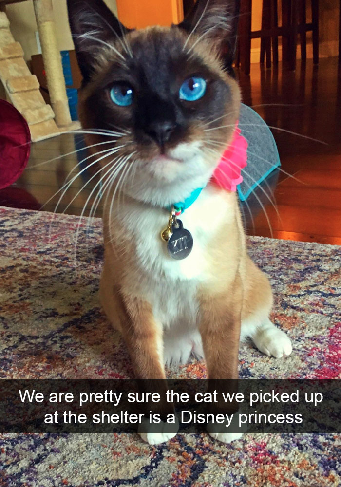 159 Hilarious Cat Snapchats That Will Leave You With The Biggest Smile (New Pics) 159 Hilarious Cat Snapchats That Will Leave You With The Biggest Smile (New Pics)
