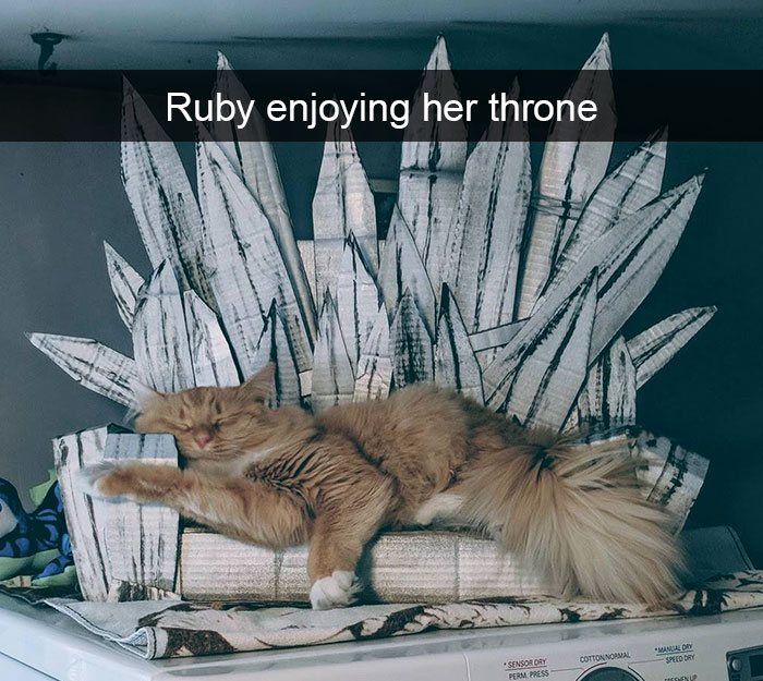 159 Hilarious Cat Snapchats That Will Leave You With The Biggest Smile (New Pics) 159 Hilarious Cat Snapchats That Will Leave You With The Biggest Smile (New Pics)