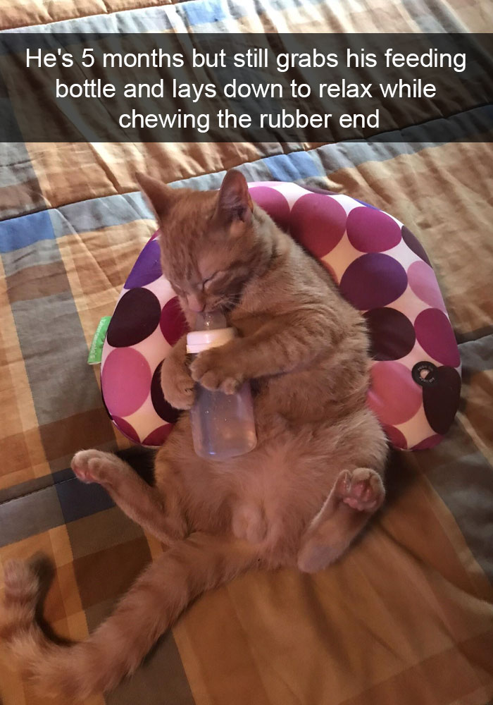 159 Hilarious Cat Snapchats That Will Leave You With The Biggest Smile (New Pics) 159 Hilarious Cat Snapchats That Will Leave You With The Biggest Smile (New Pics)
