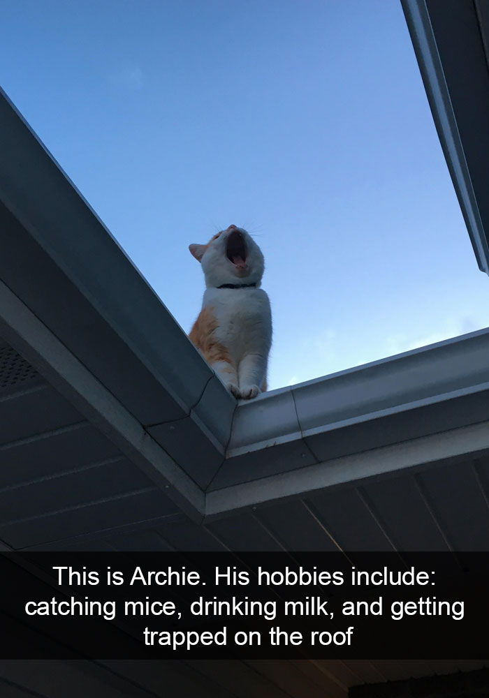 159 Hilarious Cat Snapchats That Will Leave You With The Biggest Smile (New Pics) 159 Hilarious Cat Snapchats That Will Leave You With The Biggest Smile (New Pics)