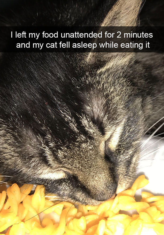 159 Hilarious Cat Snapchats That Will Leave You With The Biggest Smile (New Pics) 159 Hilarious Cat Snapchats That Will Leave You With The Biggest Smile (New Pics)