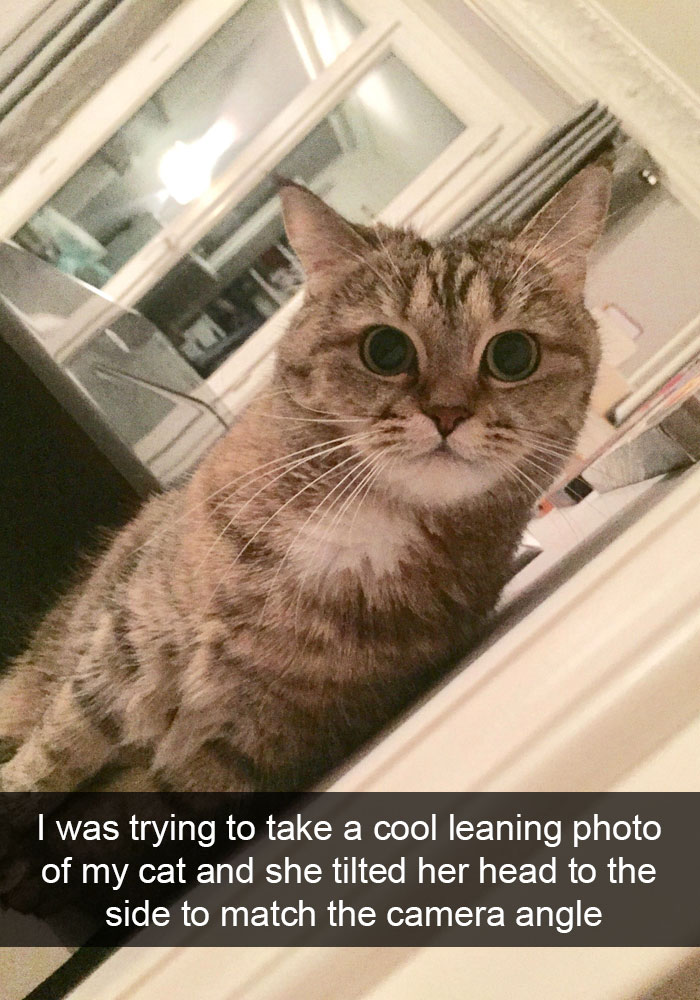 159 Hilarious Cat Snapchats That Will Leave You With The Biggest Smile (New Pics) 159 Hilarious Cat Snapchats That Will Leave You With The Biggest Smile (New Pics)