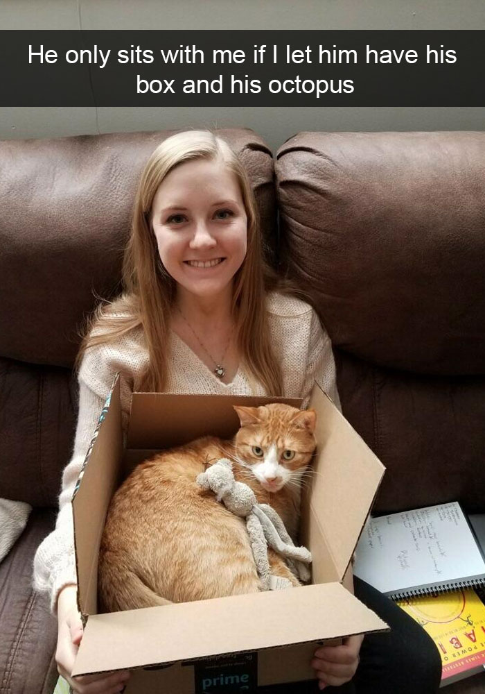 159 Hilarious Cat Snapchats That Will Leave You With The Biggest Smile (New Pics) 159 Hilarious Cat Snapchats That Will Leave You With The Biggest Smile (New Pics)