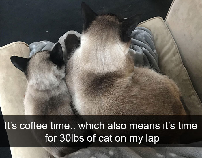 159 Hilarious Cat Snapchats That Will Leave You With The Biggest Smile (New Pics) 159 Hilarious Cat Snapchats That Will Leave You With The Biggest Smile (New Pics)