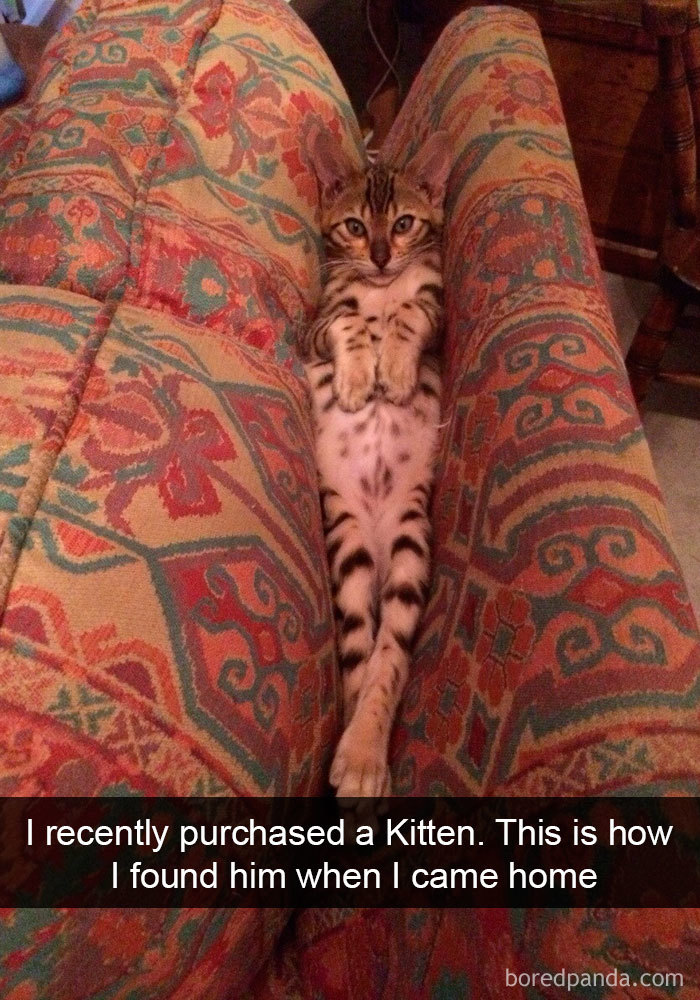 159 Hilarious Cat Snapchats That Will Leave You With The Biggest Smile (New Pics) 159 Hilarious Cat Snapchats That Will Leave You With The Biggest Smile (New Pics)