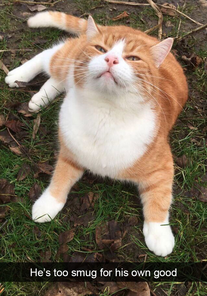 159 Hilarious Cat Snapchats That Will Leave You With The Biggest Smile (New Pics) 159 Hilarious Cat Snapchats That Will Leave You With The Biggest Smile (New Pics)