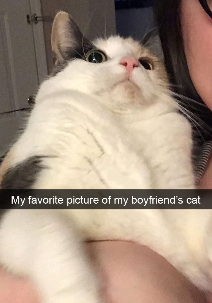 159 Hilarious Cat Snapchats That Will Leave You With The Biggest Smile (New Pics) 159 Hilarious Cat Snapchats That Will Leave You With The Biggest Smile (New Pics)