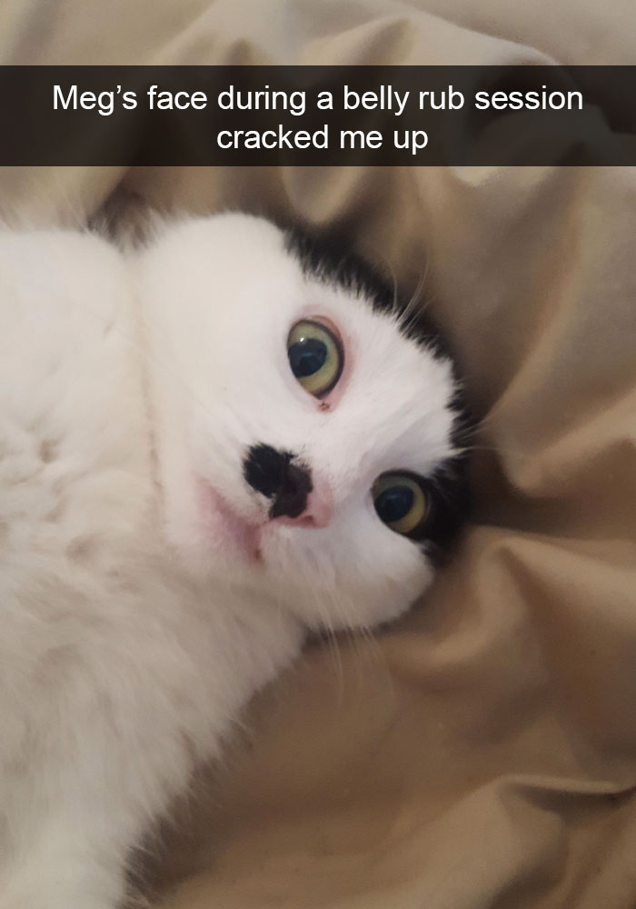 159 Hilarious Cat Snapchats That Will Leave You With The Biggest Smile (New Pics) 159 Hilarious Cat Snapchats That Will Leave You With The Biggest Smile (New Pics)