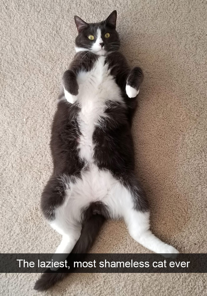 159 Hilarious Cat Snapchats That Will Leave You With The Biggest Smile (New Pics) 159 Hilarious Cat Snapchats That Will Leave You With The Biggest Smile (New Pics)