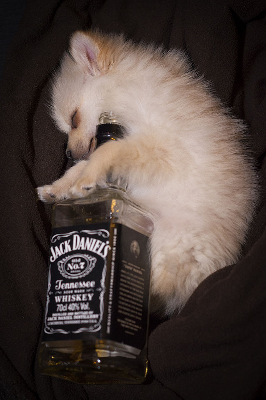 My Hero: Puppy – The Hungarian Dog My Hero: Puppy – The Hungarian Dog